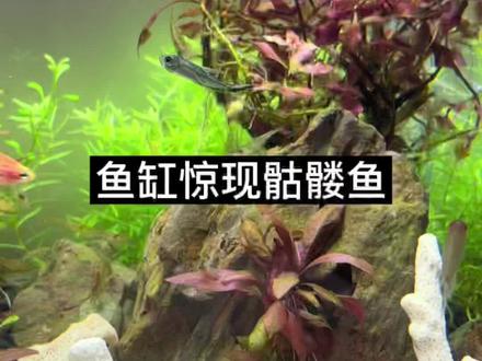 花鸟市场挑进一条骷髅鱼,整批鱼放下去半小时,红绿灯就开始跳舞,感觉又是个翻车的开始#养鱼日记 #观赏鱼 #玻璃缸中的大自然