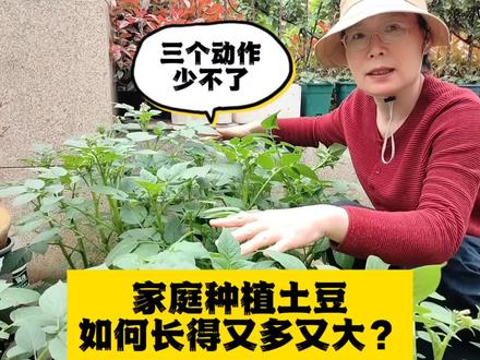 家庭种植土豆如何长得又多又大?三个阶段的整枝动作少不了
#家庭种植#家庭小菜园 #土豆种植 #学种菜 #种菜教学视频