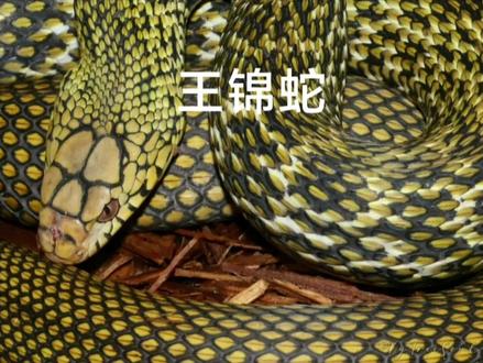 《神奇的蛇类》第三季第50集