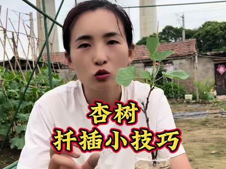 碰到喜欢的杏树不用买,你就按照这种方法去扦插,一个月左右就可以得到一颗新的杏树苗。#杏树#杏树扦插#果园 #果树