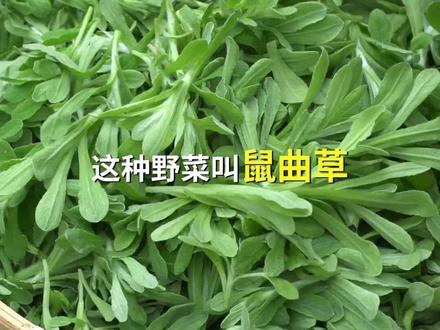 这种野菜叫鼠曲草,可以做包子和青团,营养非常丰富#植物科普#野菜#鼠曲草#清明菜#田艾