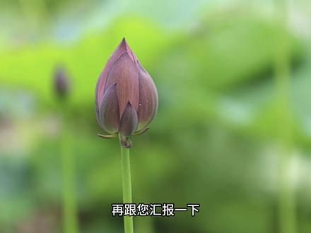 《秦阳入仕》第195集 秦阳对曹虎的示好暂不表态,正斟酌如何处理省城招商人员时,相关违纪消息被泄露发酵。他怀疑洪飞,对方却矢口否认。张华认定是秦阳所为,两人彻底撕破脸。秦阳索性下令从严处理,被赞“当代包青天”。张华震怒,公开带队赴江州挖走江州重点企业,决意报复。#秦阳 #秦阳最新更新 #秦阳入仕 #秦阳权力巅峰 #权力巅峰秦阳