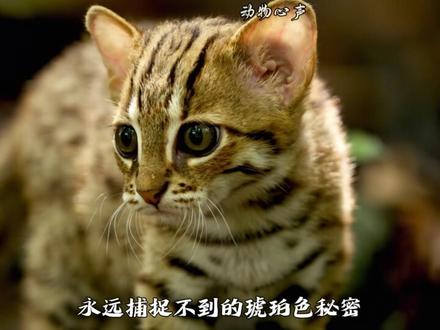 我是世界上最小的哈基米 #动物独白 #动物世界 #动物科普 #青年创作者成长计划 #锈斑豹猫