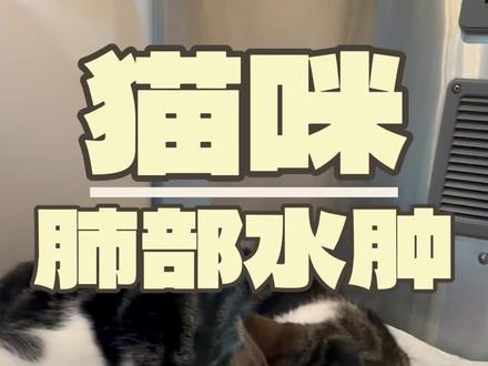猫咪来的时候呼吸窘迫无法动弹,医生触诊以后判断为心脏病导致的血栓,后肢瘫痪,检查后发现它还有肺部水肿整个肺已经白了,危在旦夕。由于病症太过痛苦,主人决定安乐,但是张医生愿意尝试一把,24小时吸氧+利尿+溶血栓+药物治疗,猫咪奇迹般恢复了~在这里祝大家中秋&国庆健康快乐#猫咪的迷惑行为 #抖in萌宠计划 #科学养宠攻略