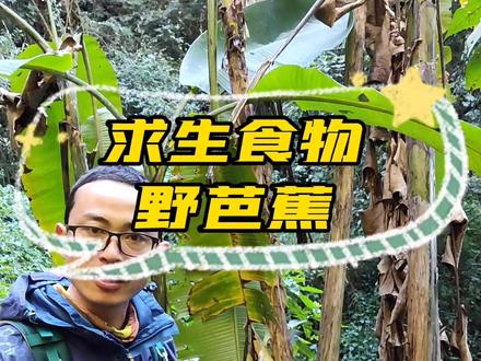 野芭蕉的茎(中间部分)可以直接食用,但是不要吃多,不然会导致腹泻。#大自然 #野外生存 #户外