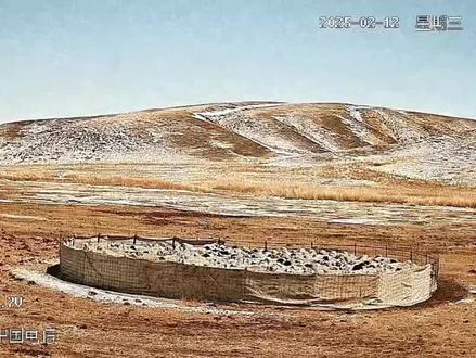 #蒙古獒 狼群出没,蒙古獒护羊群#牧区原生獒