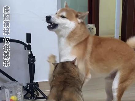 眉姐姐难道是兔子养大的小猫咪吗?#这个猫有种清澈的愚蠢