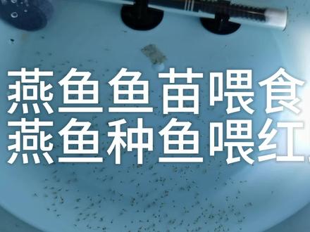 燕鱼鱼苗喂食,燕鱼种鱼喂红虫 #燕鱼鱼苗 #燕鱼繁殖 #燕鱼的养殖方法 #燕鱼种鱼喂食 #燕鱼鱼苗喂食 #燕鱼孵化 #燕鱼繁殖小知识 #燕鱼苗的喂养 #燕鱼卵孵化 #燕鱼人工孵化