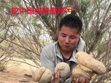 一方水土养育一方人大自然的馈赠 目前是我2026年挖中国美味蘑菇🍄最大的一个工程项目了#分享家乡特产 #大美新疆欢迎你 #中国美味蘑菇 #真实生活分享计划 #真实户外