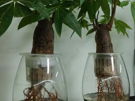 水培发财树居然死于“太爱喝水”新手必看
谁懂啊!养水培发财树总以为“多浇水=长得旺”,结果根系烂成棉花,叶子黄得比秋天还快!其实水培的核心是“给根呼吸感”,3步懒人浇水法,手残党也能养出冒新芽的招财树🌱
1. 水位别贪多,1/3是黄金线
刚买回来的发财树,先把底部老化根系剪掉,水位只没过根部1/3就行!根系长期泡在水里会缺氧烂根,露出水面的部分才能呼吸,就像人不能一直闷在水里一样~
2. 换水看“状态”,别死磕7天
夏天5-7天换一次,冬天10-15天换一次,关键看水是否浑浊!换水时用常温自来水,提前晾1天散掉氯气,直接浇冷水会刺激根系“感冒”,叶子分分钟发黄给你看!
3. 补水不洗根,懒人小技巧
平时发现水位下降,直接加晾好的水到1/3刻度线,不用每次都把根系拿出来洗!频繁洗根会破坏根部的保护膜,反而容易感染细菌,记住:水培发财树“喜懒不喜勤”~
最后划重点:水培发财树怕闷、怕冻、怕多水!按照这个方法养,不仅根系会冒白色新须,还能蹭蹭冒新芽,家里的财运都跟着旺起来啦~
#室内绿植养护 #植物的生命力有多顽强 #水培绿植 #万物皆可水培 #植物生长过程