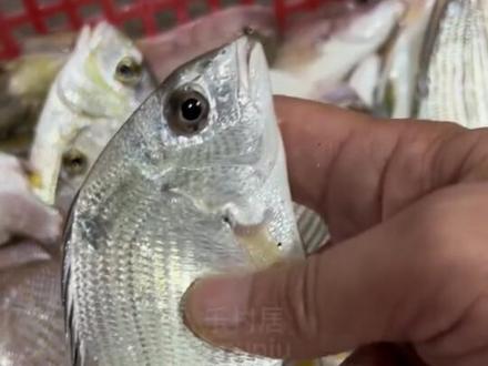 香头鱼也叫平鲷、平锡鲷,和黄翅鱼很像。肉嫩没小刺,好吃的海鱼。#海鲜初识 #海钓 #海鲜原产地