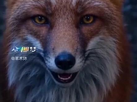 全网爆火的狐仙爷爷 我在即梦发现了一个超棒的故事!#狐仙赐破天富贵 #即梦AI ,最近刷短视频发现这只修行老胡仙,面部慈祥,从容淡定、老者的样子,很惊讶