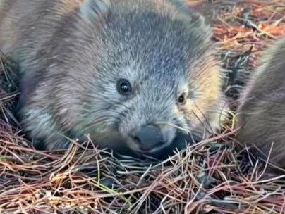 千万别惹这只大屁股!连狮子都咬不动,你兄弟上去就是送骨折!#动物科普 #涨知识 #生物科普 #科普冷知识