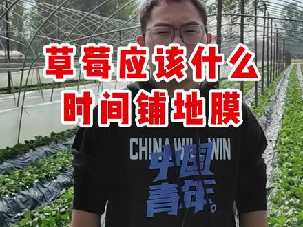 草莓应该什么时间铺地膜 #草莓种植 #草莓
