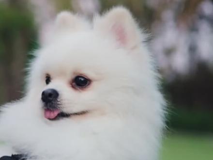 纯素宠粮来啦!低敏好吸收,挑食毛孩子也爱干饭 很多人第一反应是“猫狗是肉食动物,怎么能吃素?”。其实,现代科学已经证明,只要配方得当,植物蛋白完全可以满足它们的营养需求。
我们追求的不是“纯素食”,而是一种“干净、安全”的喂养方式,避开潜在的激su、K生素风险…
视频里素宠粮朴舒创始人@Pawcious朴舒 奚上钧自己家里也养了两只狗和一只猫,都是吃素宠粮长大的,它们健壮活泼的身影,就是证明。其实我身边也有很多朋友给家里的猫咪狗狗喂素粮,说不出具体营养怎么好,但的确吃了很多年,都默默践行着,但这条视频,想做采访分享出来,更多的是希望能讲清楚这背后的误区。
❤️选择素食宠粮,不是因为我们想颠覆什么,而是希望给爱宠一个更纯粹、更安全的未来。这是一种基于信任和科学的选择,无关“主义”,只关乎爱。希望今天的分享能给你带来一个全新的视角~
#纯素 #素食 #宠物 #宠粮#养狗人才知道这个姿势的含金量 jiu