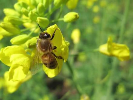 学霸的贪玩,你不要当真!#历史 #一本正经飚方言 #季羡林 向左滑,看更多历史冷知识