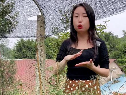 银杉-珍惜名贵树种,号称植物界的活化石,科研及观赏价值很高!#银杉 #金牌苗木人 #新农人 #雅安业之欣种植