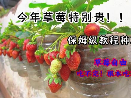 今年草莓太贵了,老公用旧水壶在墙上种了几颗,全家人都吃不完 #阳台种植 #种菜小技巧 #种草莓 #草莓种植