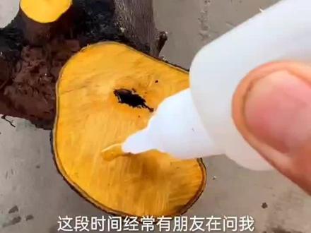 金弹子下山桩栽种。