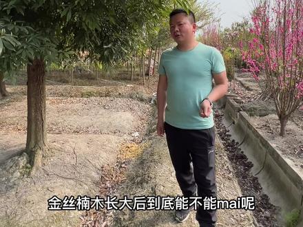 人工培育且种自己的地,是可以的。#金丝楠木树苗