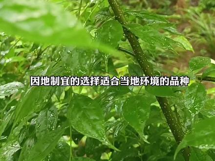 你觉得林下药材种植是机遇还是陷阱,普通人该如何把握和选址?#中药材 #农业种植 #大自然的馈赠