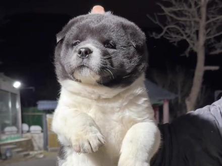 金花各有特点 有老虎家特征 有耳朵比黄黄还小 有六指基因 #骏良 #碳 #小霸王 #骏良的狗 @骏良 @骏良小助理(厨师长版)