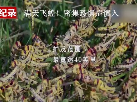 非洲沙漠飞蝗会定期出现在非洲,非常贪吃,每天吃和体重一样分量的新鲜食物。#纪录片#地球 #大自然