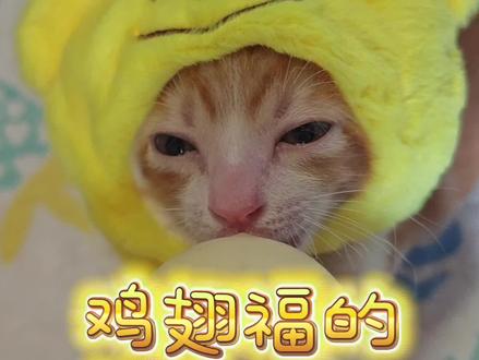 鸡翅福的五五vlog #萌宠出道计划 #奶猫喂养日记 #奶猫成长记 #橘猫#鸡翅包饭