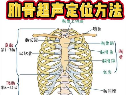 肌骨超声分享#肋骨超声定位
