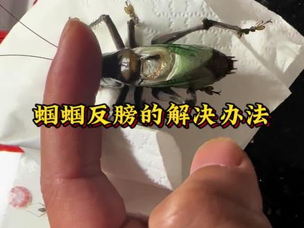 #鸣虫文化 #鸣虫 当蝈蝈反膀了我们应该怎么解决呢😎