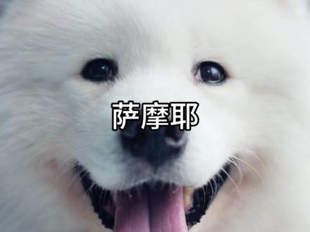 每天教你认识一种狗#萨摩耶#萌宠