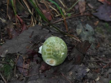 夏季在长沙捡蘑菇,看看能捡到些什么蘑菇🍄 近期在长沙近郊捡蘑菇,遇到的种类比较多,可食的有:鸡枞、鸡枞花、青头菌、绿豆菌、母猪青、猪肚菇、赤黄红菇、蓝黄红菇、茶褐新牛肝菌、白牛肝、松塔牛肝菌、紫褐牛肝菌、张飞网柄牛肝菌、褶孔牛肝菌…正值各种菌类爆发期,毒蘑菇也比较多,安全第一,谨慎采食#野生菌_🍠 #采菌日记 #大自然的馈赠 ##捡蘑菇 #小鬼伞打野记