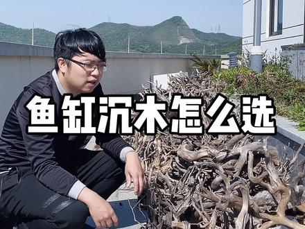 鱼缸沉木如何选择,你了解多少? #养鱼 #水族 @森森水族