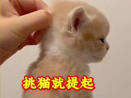 挑猫就提起,一下看明白。#养猫经验分享#新手养猫#猫咪日常#养猫人。