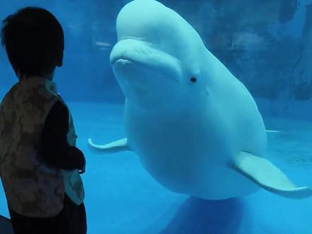 科普分享12种不同的鲸 #鲸鱼 #神奇动物