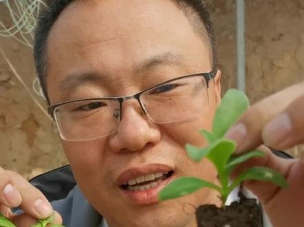 很多人冰菜田七傻傻分不清!喜欢的兄弟们可以来拍了!#农业种植 #冰菜 #田七