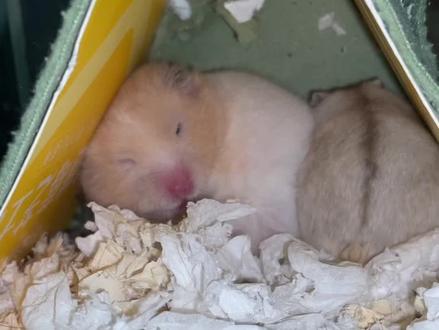 #养鼠日常分享 #金丝熊越狱日常 #萌宠日常记录 不同种类的仓鼠怎样才能合笼养#不拿自己当外人的小仓鼠 #萌宠出道计划