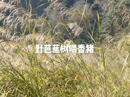 芭蕉心可去毒、消除肿痛、祛除肝火,具有养胃等功效,可全面保护胃肠道的黏膜。芭蕉叶也有治方猪拉稀的作用。总之既可以补充能量,提供营养,又有药用价值
少用或不用抗生素防病治病的肉食动物,肉质才更加健康鲜美。