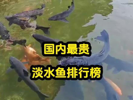 国内最贵淡水鱼排行榜,你都吃过几种#水产养殖#淡水鱼#科普#科普知识