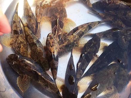 35一斤纯野生“虎头鱼”怎么做好吃?试试这个方法,一盘都不够吃