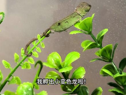 请合法饲养宠物!