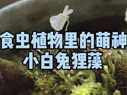 食虫植物里的萌神:小白兔狸藻#花卉绿植