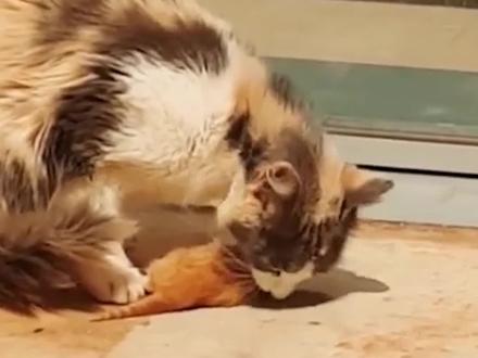 大猫吃小猫的残酷真相#猫咪的迷惑行为 #萌宠出道计划 #小奶猫的成长日记 #抖in萌宠计划