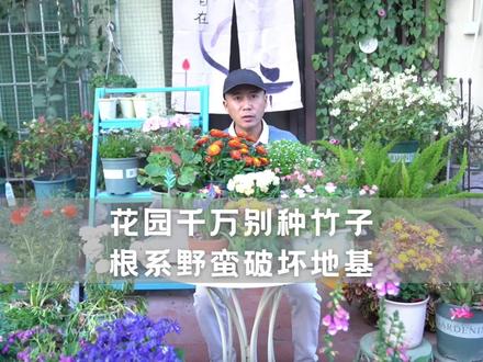 院子千万别种竹子,根系野蛮破坏地基,最后想除都除不尽 #竹子