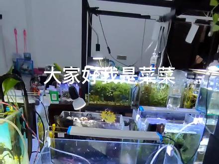 #开缸 #养鱼日记 #弹涂鱼 #跳跳鱼 跟风养下弹涂鱼,不过确实很好养哦!@DOU+小助手