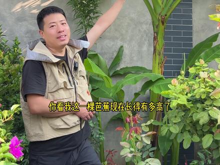 芭蕉北方也能种,而且还可以盆栽!一颗芭蕉立马让北方的庭院也有了烟雨江南的感觉!#别墅庭院植物 #芭蕉 #芭蕉树 #香蕉种植 #爱生活爱养花