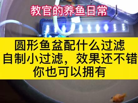养金鱼,兰寿,珍珠,用家里的边角料做个小过滤#鱼缸过滤 #水族 #养鱼