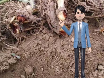 草莓苗红中柱病,草莓中的绝症,买苗一定注意#农业 #全国发货 #一份耕耘一份收获 #农业技术 #三农 #草莓