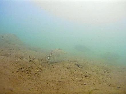 钓友一直争论的一个话题,冬季到底是钓深水还是浅水?看完这个恍然大悟#钓鱼知识 #户外钓鱼 #野钓 #钓鱼技巧 #钓鱼人 #创作灵感 #钓鱼那些事