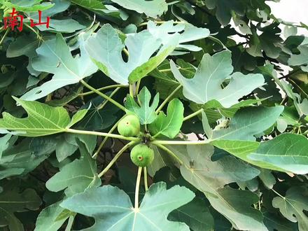 无花果叶的3大妙用,好多人还不知道?请大家重视起来 #无花果 #我的乡村生活